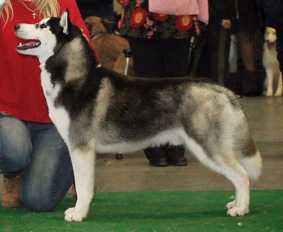 Kristari Hot Topic | Siberian Husky 