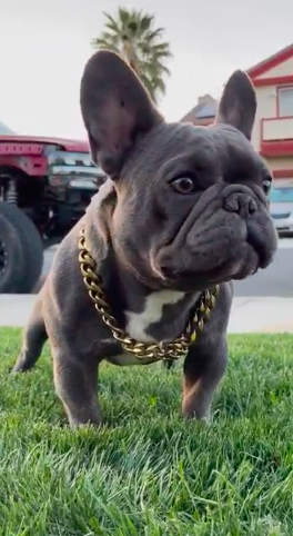 Oak Hills Modok | French Bulldog 