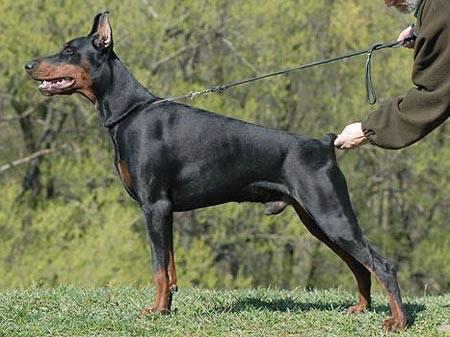 Djotto Iz Zoosfery | Black Doberman Pinscher