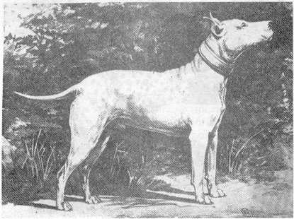 Bloomsbury King | Bull Terrier 