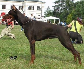 Dzhoconda Iz Zoosfery | Brown Doberman Pinscher