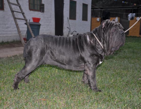 ISABELA DELLA FORZA DEL POLANCO | Neapolitan Mastiff 