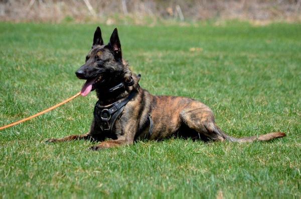 Cooper Bocai | Dutch Shepherd 