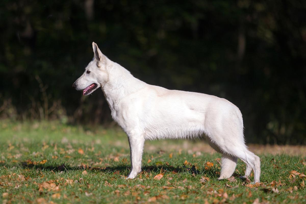 SNOWPATROLS SARMATA | White Swiss Shepherd Dog 