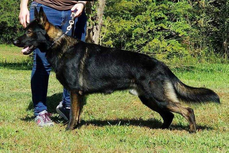 Ferox von den Roten Vorbergen | German Shepherd Dog 