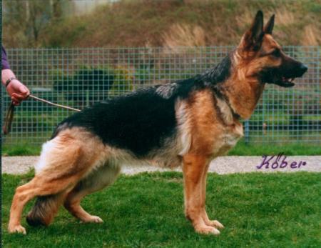 Xena aus Wattenscheid | German Shepherd Dog 