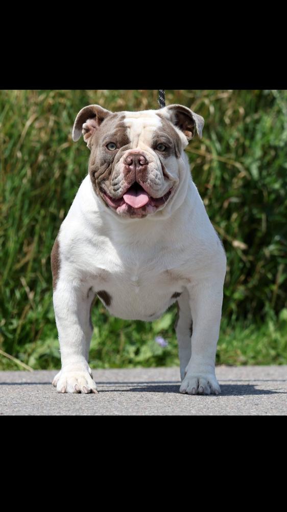 Ostergaard's Gak Gak | Olde English Bulldogge 