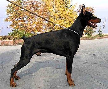 Yukon-II Iz Zoosfery | Black Doberman Pinscher