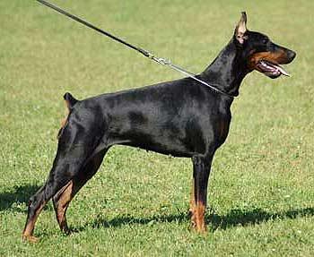 Yuventa Iz Zoosfery | Black Doberman Pinscher