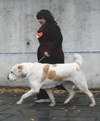 Dom Semargla Turandot | Central Asian Shepherd Dog 