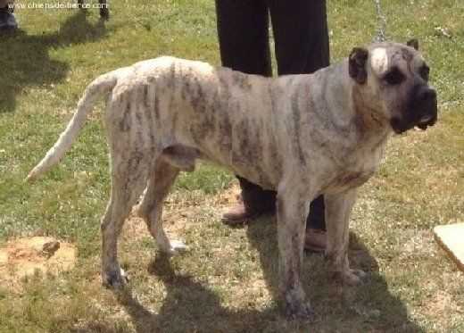 Lar de Taguluche | Perro de Presa Canario 