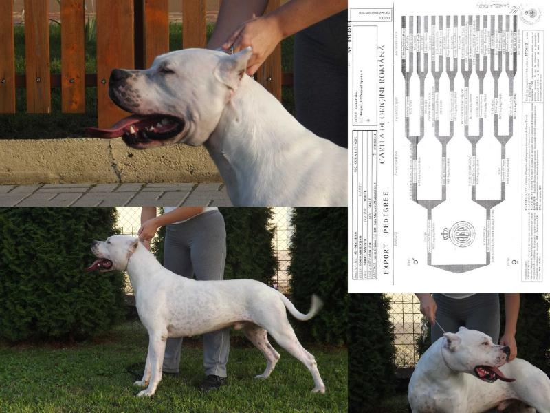 Machico | Argentine Dogo 