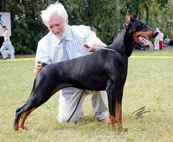 Yuvelia Iz Zoosfery | Black Doberman Pinscher