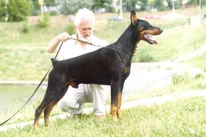 Jugin Grand Iz Zoosfery | Black Doberman Pinscher