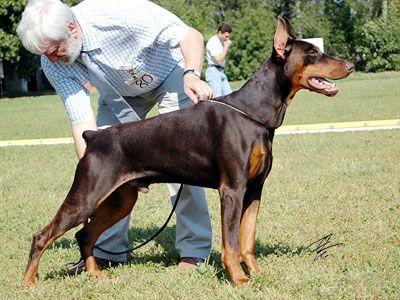 Flaviy Iz Zoosfery | Brown Doberman Pinscher