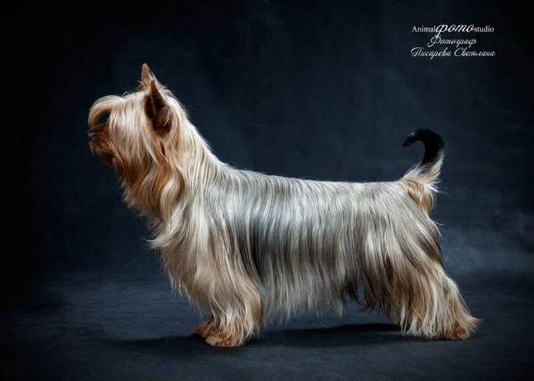 Kiss Me Bohemia Xsantia | Silky Terrier 