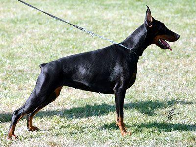 S'Lichobor Germanika | Black Doberman Pinscher