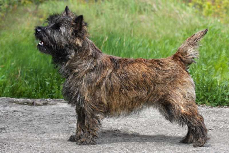 BRAND LIFE HOUSE BONJOUR | Cairn Terrier 