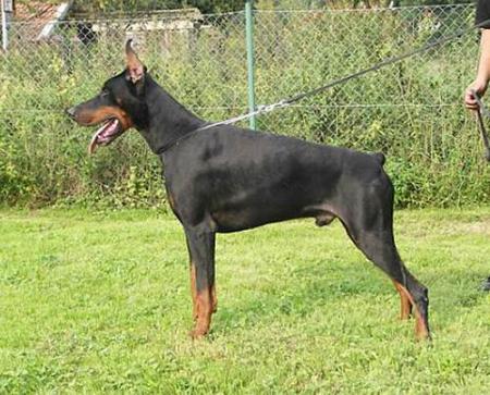 Kan del Nasi | Black Doberman Pinscher