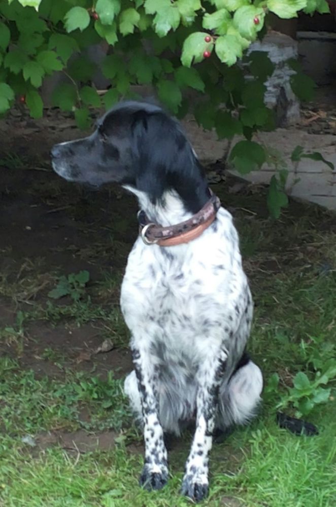 GINA de la cour des perdrix | Brittany 