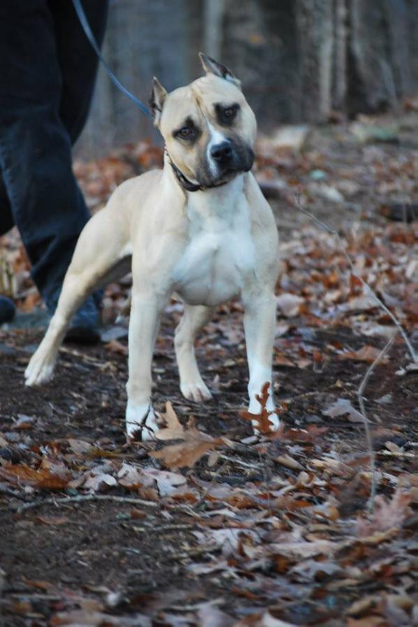 Wonderland's TS&amp;STK Back 'N' AKtion | American Staffordshire Terrier 