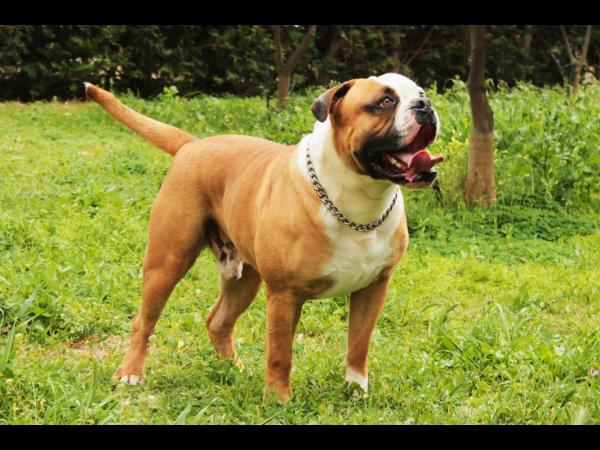 Guns'n D.D.M. Show in the Sahara aka Asso | American Bulldog 