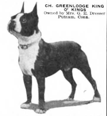 Greenlodge King O'Kings | Boston Terrier 