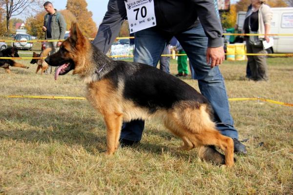 Joy vom Adelschlag | German Shepherd Dog 