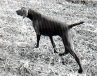 YELLY KS VOM HEGE-HAUS | German Shorthaired Pointer 