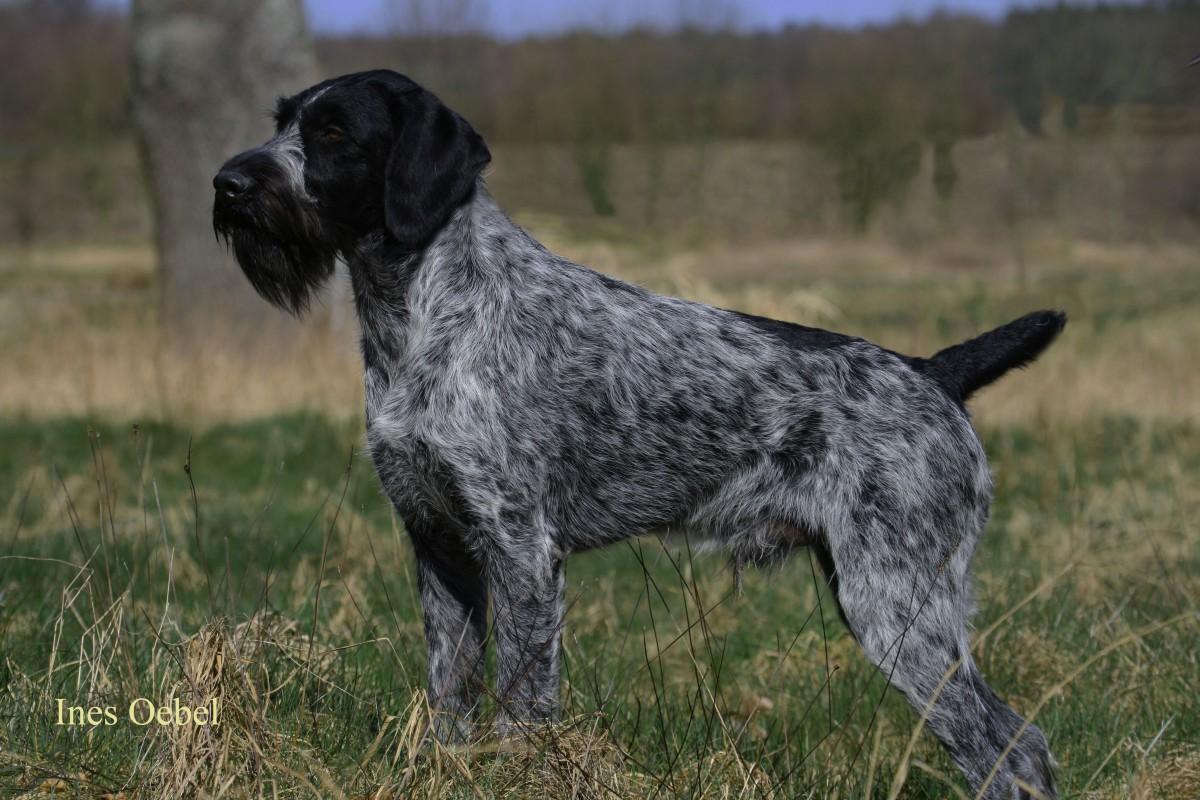 Watz vom Liether-Moor | German Wirehaired Pointer 