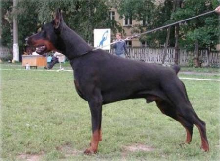 S'Lichobor Valday | Black Doberman Pinscher