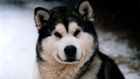 Illusions of Ice At Sno Shire | Alaskan Malamute 