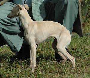 VODKA-ORANGE DU DOMAINE DE CHANTELOUP | Italian Greyhound 