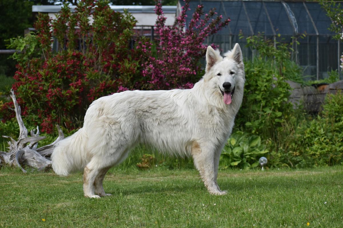 GROGAS Vejuonos šerkšnas | White Swiss Shepherd Dog 