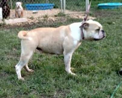 XSB's bella of NSABT's | Olde English Bulldogge 