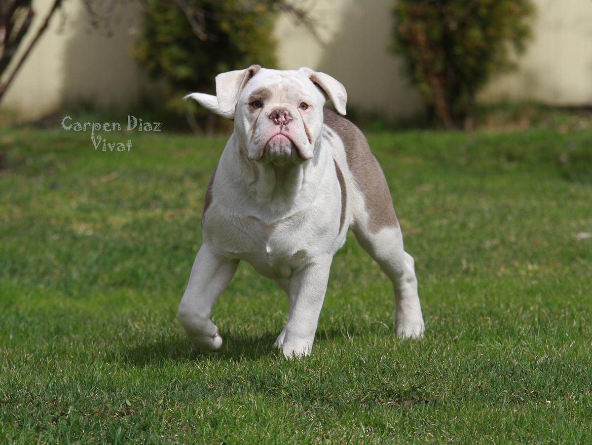 Carpen Diaz Vivat | Olde English Bulldogge 