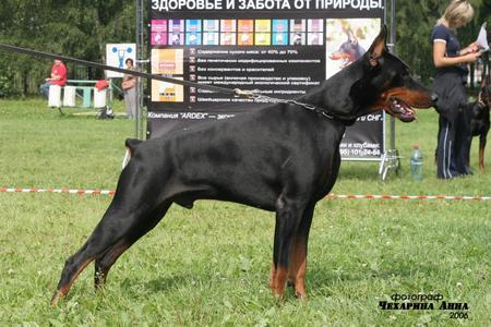 S'Lichobor Deodar | Black Doberman Pinscher