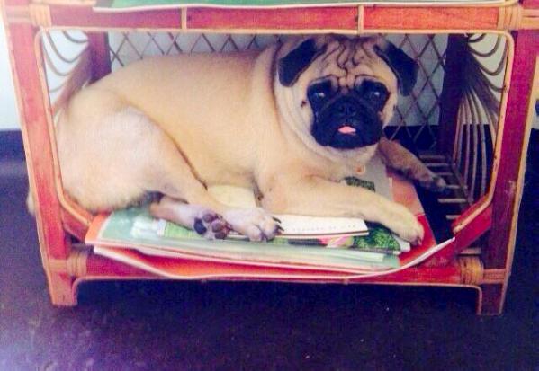 Tinker Toyz Mighty Joe | Pug 