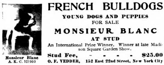 Monsieur Blank 121910 | French Bulldog 