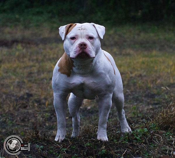 Ostwaybulls  Little Mouline of Epic Bullies | American Bulldog 