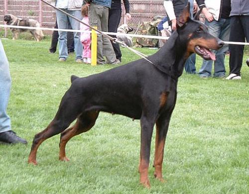 Otero Hanired del Rio Bianco | Black Doberman Pinscher