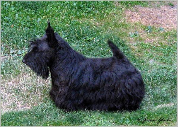 Blackberry of Invisible Touch | Scottish Terrier 