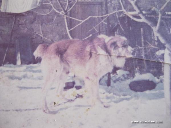 Elbars 'ow. Chigindin' | Central Asian Shepherd Dog 
