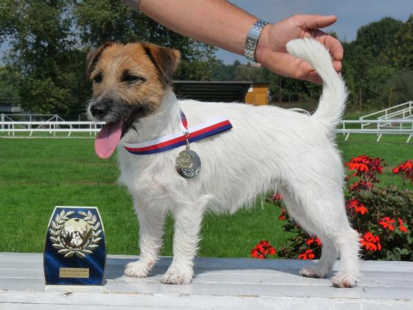 Camey Od Bobri reky | Jack Russell Terrier 