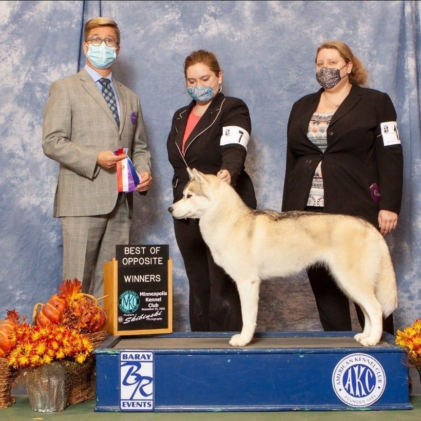 Larush | Siberian Husky 