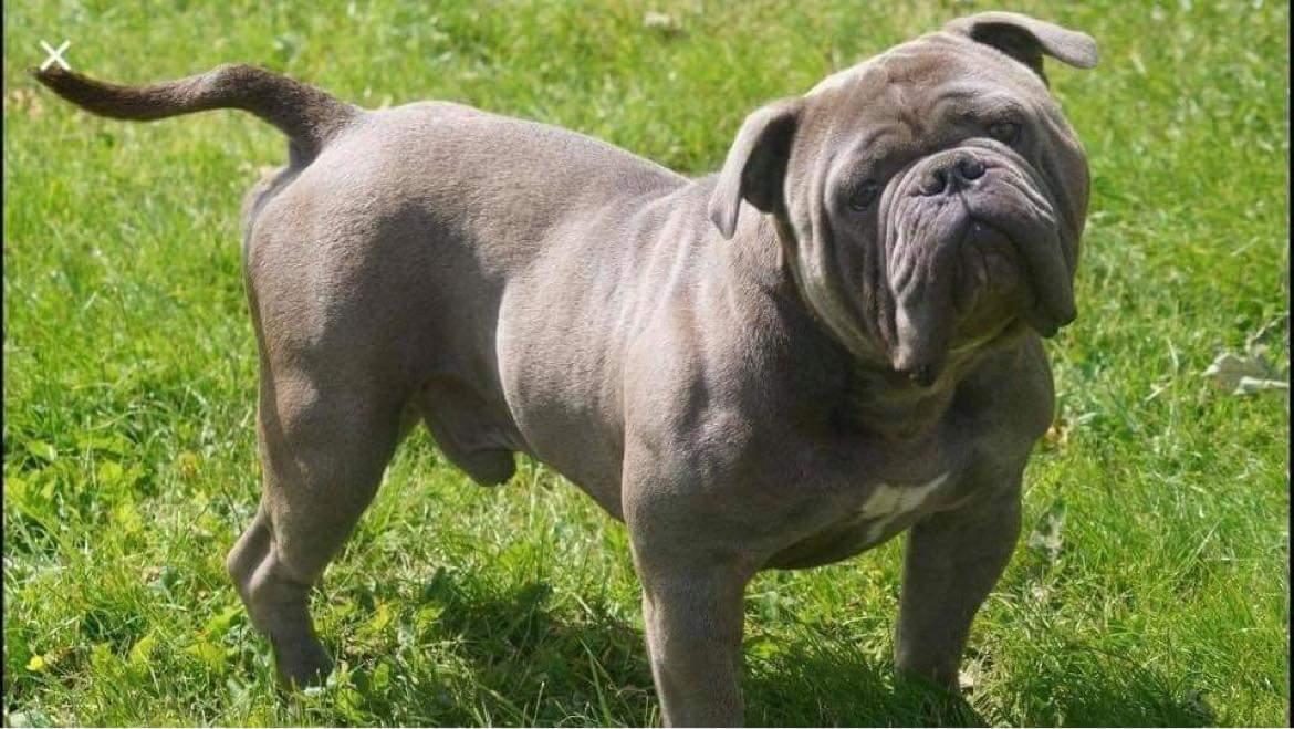 Amazing Bulls Carbon | Olde English Bulldogge 