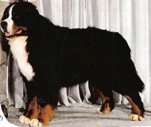 UDO V GABIAR | Bernese Mountain Dog 