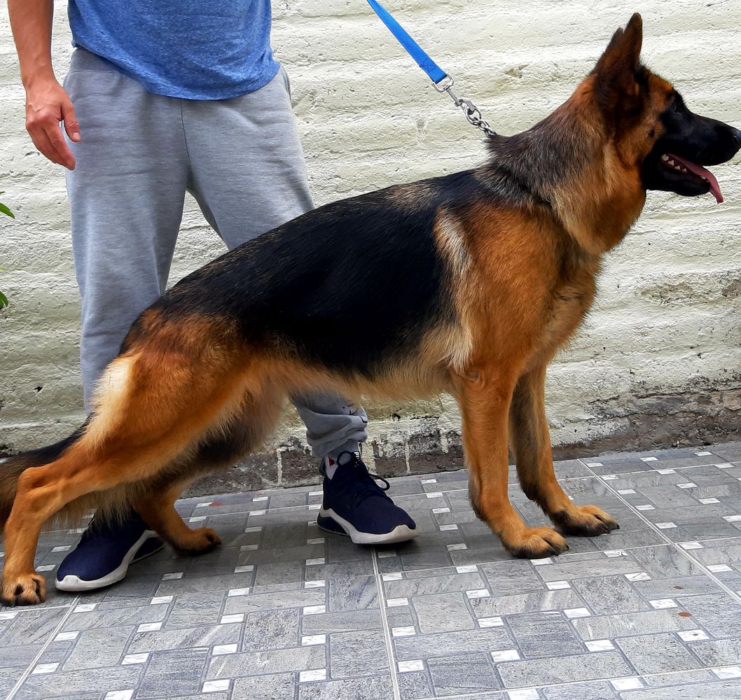 Jane House de Robert | German Shepherd Dog 