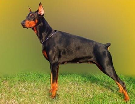 Richie Renna z Helfstyna | Black Doberman Pinscher