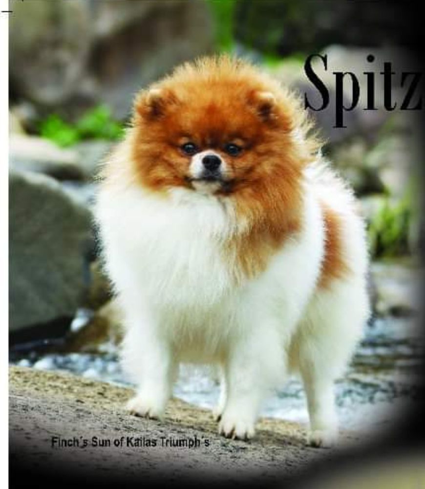 Finch's Sun of Kailas Triumph's | Pomeranian 
